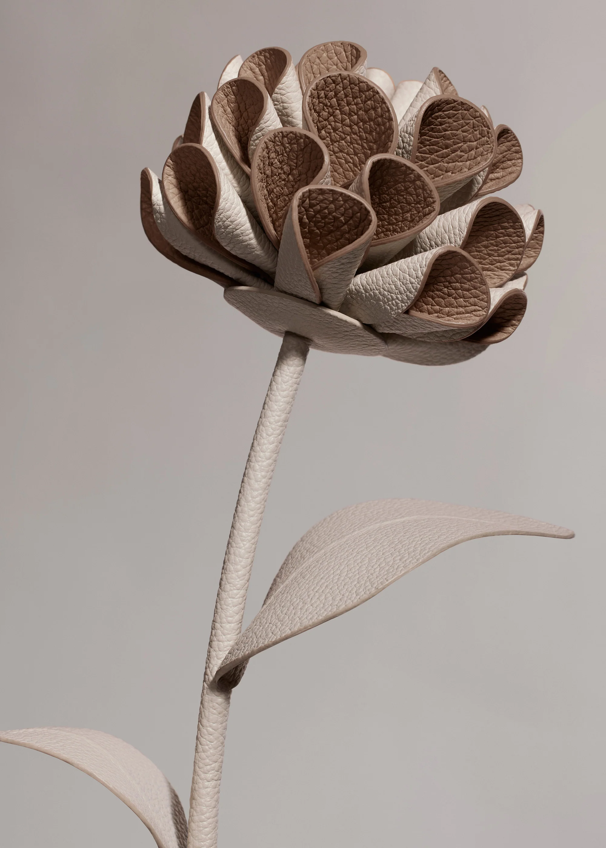 Fleur Dalium - Craie - Image 3